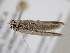  ( - BC ZSM Lep 105665)  @11 [ ] CreativeCommons - Attribution Non-Commercial Share-Alike (2019) SNSB, Staatliche Naturwissenschaftliche Sammlungen Bayerns ZSM (SNSB, Zoologische Staatssammlung Muenchen)