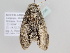  ( - BC ZSM Lep 105705)  @11 [ ] CreativeCommons - Attribution Non-Commercial Share-Alike (2019) SNSB, Staatliche Naturwissenschaftliche Sammlungen Bayerns ZSM (SNSB, Zoologische Staatssammlung Muenchen)
