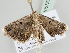  ( - BC ZSM Lep 105723)  @12 [ ] CreativeCommons - Attribution Non-Commercial Share-Alike (2019) SNSB, Staatliche Naturwissenschaftliche Sammlungen Bayerns ZSM (SNSB, Zoologische Staatssammlung Muenchen)