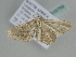  ( - BC ZSM Lep 105759)  @11 [ ] CreativeCommons - Attribution Non-Commercial Share-Alike (2019) SNSB, Staatliche Naturwissenschaftliche Sammlungen Bayerns ZSM (SNSB, Zoologische Staatssammlung Muenchen)