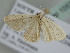  ( - BC ZSM Lep 105760)  @11 [ ] CreativeCommons - Attribution Non-Commercial Share-Alike (2019) SNSB, Staatliche Naturwissenschaftliche Sammlungen Bayerns ZSM (SNSB, Zoologische Staatssammlung Muenchen)