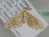  ( - BC ZSM Lep 105761)  @11 [ ] CreativeCommons - Attribution Non-Commercial Share-Alike (2019) SNSB, Staatliche Naturwissenschaftliche Sammlungen Bayerns ZSM (SNSB, Zoologische Staatssammlung Muenchen)