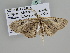  ( - BC ZSM Lep 105769)  @11 [ ] CreativeCommons - Attribution Non-Commercial Share-Alike (2019) SNSB, Staatliche Naturwissenschaftliche Sammlungen Bayerns ZSM (SNSB, Zoologische Staatssammlung Muenchen)