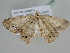  ( - BC ZSM Lep 105795)  @11 [ ] CreativeCommons - Attribution Non-Commercial Share-Alike (2019) SNSB, Staatliche Naturwissenschaftliche Sammlungen Bayerns ZSM (SNSB, Zoologische Staatssammlung Muenchen)