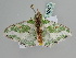  ( - BC ZSM Lep 105809)  @11 [ ] CreativeCommons - Attribution Non-Commercial Share-Alike (2019) SNSB, Staatliche Naturwissenschaftliche Sammlungen Bayerns ZSM (SNSB, Zoologische Staatssammlung Muenchen)