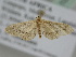  (Idaea subterfundata - BC ZSM Lep 105822)  @11 [ ] CreativeCommons - Attribution Non-Commercial Share-Alike (2019) SNSB, Staatliche Naturwissenschaftliche Sammlungen Bayerns ZSM (SNSB, Zoologische Staatssammlung Muenchen)
