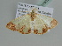  ( - BC ZSM Lep 105827)  @11 [ ] CreativeCommons - Attribution Non-Commercial Share-Alike (2019) SNSB, Staatliche Naturwissenschaftliche Sammlungen Bayerns ZSM (SNSB, Zoologische Staatssammlung Muenchen)