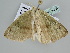  ( - BC ZSM Lep 105828)  @11 [ ] CreativeCommons - Attribution Non-Commercial Share-Alike (2019) SNSB, Staatliche Naturwissenschaftliche Sammlungen Bayerns ZSM (SNSB, Zoologische Staatssammlung Muenchen)