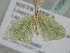  ( - BC ZSM Lep 105852)  @11 [ ] CreativeCommons - Attribution Non-Commercial Share-Alike (2019) SNSB, Staatliche Naturwissenschaftliche Sammlungen Bayerns ZSM (SNSB, Zoologische Staatssammlung Muenchen)