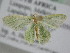  ( - BC ZSM Lep 105854)  @13 [ ] CreativeCommons - Attribution Non-Commercial Share-Alike (2019) SNSB, Staatliche Naturwissenschaftliche Sammlungen Bayerns ZSM (SNSB, Zoologische Staatssammlung Muenchen)