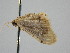  ( - BC ZSM Lep 105868)  @11 [ ] CreativeCommons - Attribution Non-Commercial Share-Alike (2019) SNSB, Staatliche Naturwissenschaftliche Sammlungen Bayerns ZSM (SNSB, Zoologische Staatssammlung Muenchen)