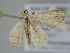  ( - BC ZSM Lep 105871)  @11 [ ] CreativeCommons - Attribution Non-Commercial Share-Alike (2019) SNSB, Staatliche Naturwissenschaftliche Sammlungen Bayerns ZSM (SNSB, Zoologische Staatssammlung Muenchen)