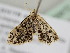  ( - BC ZSM Lep 105872)  @11 [ ] CreativeCommons - Attribution Non-Commercial Share-Alike (2019) SNSB, Staatliche Naturwissenschaftliche Sammlungen Bayerns ZSM (SNSB, Zoologische Staatssammlung Muenchen)