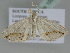  ( - BC ZSM Lep 105875)  @12 [ ] CreativeCommons - Attribution Non-Commercial Share-Alike (2019) SNSB, Staatliche Naturwissenschaftliche Sammlungen Bayerns ZSM (SNSB, Zoologische Staatssammlung Muenchen)