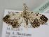  ( - BC ZSM Lep 105886)  @11 [ ] CreativeCommons - Attribution Non-Commercial Share-Alike (2019) SNSB, Staatliche Naturwissenschaftliche Sammlungen Bayerns ZSM (SNSB, Zoologische Staatssammlung Muenchen)