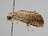  ( - BC ZSM Lep 105893)  @11 [ ] CreativeCommons - Attribution Non-Commercial Share-Alike (2019) SNSB, Staatliche Naturwissenschaftliche Sammlungen Bayerns ZSM (SNSB, Zoologische Staatssammlung Muenchen)