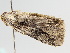 (Perigea gypsina - BC ZSM Lep 105923)  @11 [ ] CreativeCommons - Attribution Non-Commercial Share-Alike (2019) SNSB, Staatliche Naturwissenschaftliche Sammlungen Bayerns ZSM (SNSB, Zoologische Staatssammlung Muenchen)
