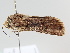  ( - BC ZSM Lep 105926)  @11 [ ] CreativeCommons - Attribution Non-Commercial Share-Alike (2019) SNSB, Staatliche Naturwissenschaftliche Sammlungen Bayerns ZSM (SNSB, Zoologische Staatssammlung Muenchen)