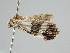  ( - BC ZSM Lep 105946)  @11 [ ] CreativeCommons - Attribution Non-Commercial Share-Alike (2019) SNSB, Staatliche Naturwissenschaftliche Sammlungen Bayerns ZSM (SNSB, Zoologische Staatssammlung Muenchen)