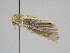  ( - BC ZSM Lep 105953)  @11 [ ] CreativeCommons - Attribution Non-Commercial Share-Alike (2019) SNSB, Staatliche Naturwissenschaftliche Sammlungen Bayerns ZSM (SNSB, Zoologische Staatssammlung Muenchen)