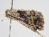 ( - BC ZSM Lep 105954)  @12 [ ] CreativeCommons - Attribution Non-Commercial Share-Alike (2019) SNSB, Staatliche Naturwissenschaftliche Sammlungen Bayerns ZSM (SNSB, Zoologische Staatssammlung Muenchen)