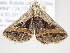  ( - BC ZSM Lep 105955)  @13 [ ] CreativeCommons - Attribution Non-Commercial Share-Alike (2019) SNSB, Staatliche Naturwissenschaftliche Sammlungen Bayerns ZSM (SNSB, Zoologische Staatssammlung Muenchen)