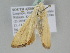  ( - BC ZSM Lep 105958)  @11 [ ] CreativeCommons - Attribution Non-Commercial Share-Alike (2019) SNSB, Staatliche Naturwissenschaftliche Sammlungen Bayerns ZSM (SNSB, Zoologische Staatssammlung Muenchen)