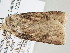  ( - BC ZSM Lep 105970)  @11 [ ] CreativeCommons - Attribution Non-Commercial Share-Alike (2019) SNSB, Staatliche Naturwissenschaftliche Sammlungen Bayerns ZSM (SNSB, Zoologische Staatssammlung Muenchen)