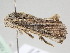  ( - BC ZSM Lep 105973)  @12 [ ] CreativeCommons - Attribution Non-Commercial Share-Alike (2019) SNSB, Staatliche Naturwissenschaftliche Sammlungen Bayerns ZSM (SNSB, Zoologische Staatssammlung Muenchen)