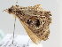  ( - BC ZSM Lep 105996)  @11 [ ] CreativeCommons - Attribution Non-Commercial Share-Alike (2019) SNSB, Staatliche Naturwissenschaftliche Sammlungen Bayerns ZSM (SNSB, Zoologische Staatssammlung Muenchen)