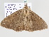  ( - BC ZSM Lep 106002)  @11 [ ] CreativeCommons - Attribution Non-Commercial Share-Alike (2019) SNSB, Staatliche Naturwissenschaftliche Sammlungen Bayerns ZSM (SNSB, Zoologische Staatssammlung Muenchen)