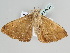  ( - BC ZSM Lep 106004)  @11 [ ] CreativeCommons - Attribution Non-Commercial Share-Alike (2019) SNSB, Staatliche Naturwissenschaftliche Sammlungen Bayerns ZSM (SNSB, Zoologische Staatssammlung Muenchen)