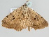  ( - BC ZSM Lep 106008)  @11 [ ] CreativeCommons - Attribution Non-Commercial Share-Alike (2019) SNSB, Staatliche Naturwissenschaftliche Sammlungen Bayerns ZSM (SNSB, Zoologische Staatssammlung Muenchen)