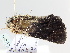  ( - BC ZSM Lep 106013)  @11 [ ] CreativeCommons - Attribution Non-Commercial Share-Alike (2019) SNSB, Staatliche Naturwissenschaftliche Sammlungen Bayerns ZSM (SNSB, Zoologische Staatssammlung Muenchen)