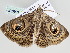  ( - BC ZSM Lep 106020)  @11 [ ] CreativeCommons - Attribution Non-Commercial Share-Alike (2019) SNSB, Staatliche Naturwissenschaftliche Sammlungen Bayerns ZSM (SNSB, Zoologische Staatssammlung Muenchen)