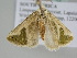  ( - BC ZSM Lep 106048)  @13 [ ] CreativeCommons - Attribution Non-Commercial Share-Alike (2019) SNSB, Staatliche Naturwissenschaftliche Sammlungen Bayerns ZSM (SNSB, Zoologische Staatssammlung Muenchen)