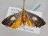  ( - BC ZSM Lep 106091)  @11 [ ] CreativeCommons - Attribution Non-Commercial Share-Alike (2019) SNSB, Staatliche Naturwissenschaftliche Sammlungen Bayerns ZSM (SNSB, Zoologische Staatssammlung Muenchen)