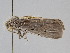  ( - BC ZSM Lep 106092)  @11 [ ] CreativeCommons - Attribution Non-Commercial Share-Alike (2019) SNSB, Staatliche Naturwissenschaftliche Sammlungen Bayerns ZSM (SNSB, Zoologische Staatssammlung Muenchen)