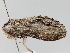  ( - BC ZSM Lep 106103)  @11 [ ] CreativeCommons - Attribution Non-Commercial Share-Alike (2019) SNSB, Staatliche Naturwissenschaftliche Sammlungen Bayerns ZSM (SNSB, Zoologische Staatssammlung Muenchen)