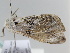  ( - BC ZSM Lep 106108)  @11 [ ] CreativeCommons - Attribution Non-Commercial Share-Alike (2019) SNSB, Staatliche Naturwissenschaftliche Sammlungen Bayerns ZSM (SNSB, Zoologische Staatssammlung Muenchen)