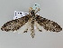 ( - BC ZSM Lep 106113)  @11 [ ] CreativeCommons - Attribution Non-Commercial Share-Alike (2019) SNSB, Staatliche Naturwissenschaftliche Sammlungen Bayerns ZSM (SNSB, Zoologische Staatssammlung Muenchen)