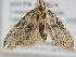  ( - BC ZSM Lep 106139)  @11 [ ] CreativeCommons - Attribution Non-Commercial Share-Alike (2019) SNSB, Staatliche Naturwissenschaftliche Sammlungen Bayerns ZSM (SNSB, Zoologische Staatssammlung Muenchen)