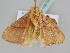  ( - BC ZSM Lep 106158)  @11 [ ] CreativeCommons - Attribution Non-Commercial Share-Alike (2019) SNSB, Staatliche Naturwissenschaftliche Sammlungen Bayerns ZSM (SNSB, Zoologische Staatssammlung Muenchen)