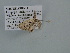  ( - BC ZSM Lep 106657)  @11 [ ] CreativeCommons - Attribution Non-Commercial Share-Alike (2019) SNSB, Staatliche Naturwissenschaftliche Sammlungen Bayerns ZSM (SNSB, Zoologische Staatssammlung Muenchen)