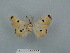  ( - BC ZSM Lep 106657)  @11 [ ] CreativeCommons - Attribution Non-Commercial Share-Alike (2020) SNSB, Staatliche Naturwissenschaftliche Sammlungen Bayerns ZSM (SNSB, Zoologische Staatssammlung Muenchen)