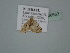  ( - BC ZSM Lep 106663)  @12 [ ] CreativeCommons - Attribution Non-Commercial Share-Alike (2019) SNSB, Staatliche Naturwissenschaftliche Sammlungen Bayerns ZSM (SNSB, Zoologische Staatssammlung Muenchen)