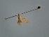  ( - BC ZSM Lep 106668)  @11 [ ] CreativeCommons - Attribution Non-Commercial Share-Alike (2019) SNSB, Staatliche Naturwissenschaftliche Sammlungen Bayerns ZSM (SNSB, Zoologische Staatssammlung Muenchen)