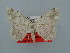  ( - BC ZSM Lep 106678)  @11 [ ] CreativeCommons - Attribution Non-Commercial Share-Alike (2019) SNSB, Staatliche Naturwissenschaftliche Sammlungen Bayerns ZSM (SNSB, Zoologische Staatssammlung Muenchen)