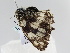  ( - BC ZSM Lep 106749)  @13 [ ] CreativeCommons - Attribution Non-Commercial Share-Alike (2019) SNSB, Staatliche Naturwissenschaftliche Sammlungen Bayerns ZSM (SNSB, Zoologische Staatssammlung Muenchen)