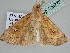  ( - BC ZSM Lep 106772)  @11 [ ] CreativeCommons - Attribution Non-Commercial Share-Alike (2019) SNSB, Staatliche Naturwissenschaftliche Sammlungen Bayerns ZSM (SNSB, Zoologische Staatssammlung Muenchen)